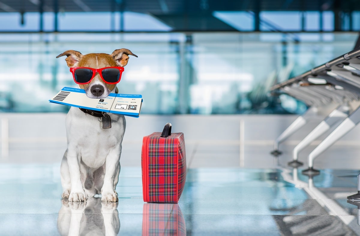 Voyage avec chien : les pays les plus accueillants pour les animaux de compagnie