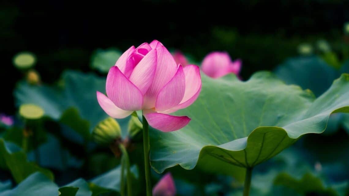 Que voir et que faire en Corse ?