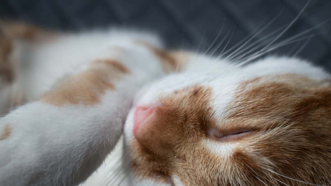 Comment renouveler mon passeport perdu en voyage ?