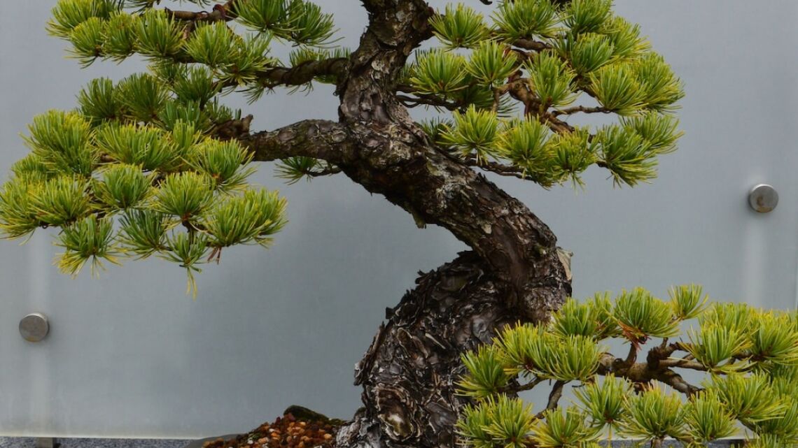 Location de voiture: Que faut-il savoir à l&rsquo;étrange ?